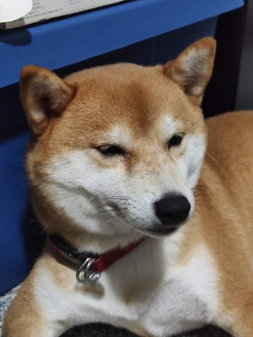 ToeyMerry tweet media