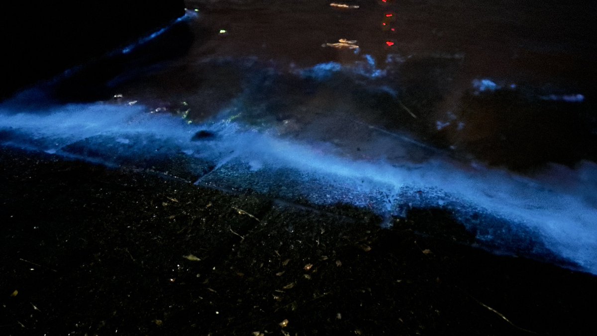 シャル村長＼\ ٩( 'ω' )و /／ tweet media