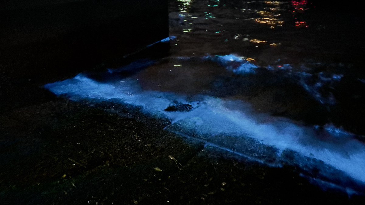 シャル村長＼\ ٩( 'ω' )و /／ tweet media