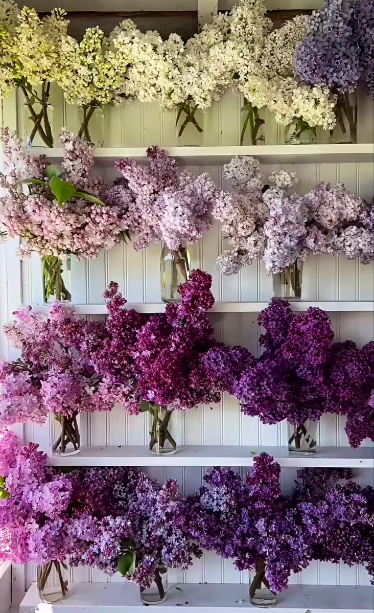 Elle Lookbook tweet media