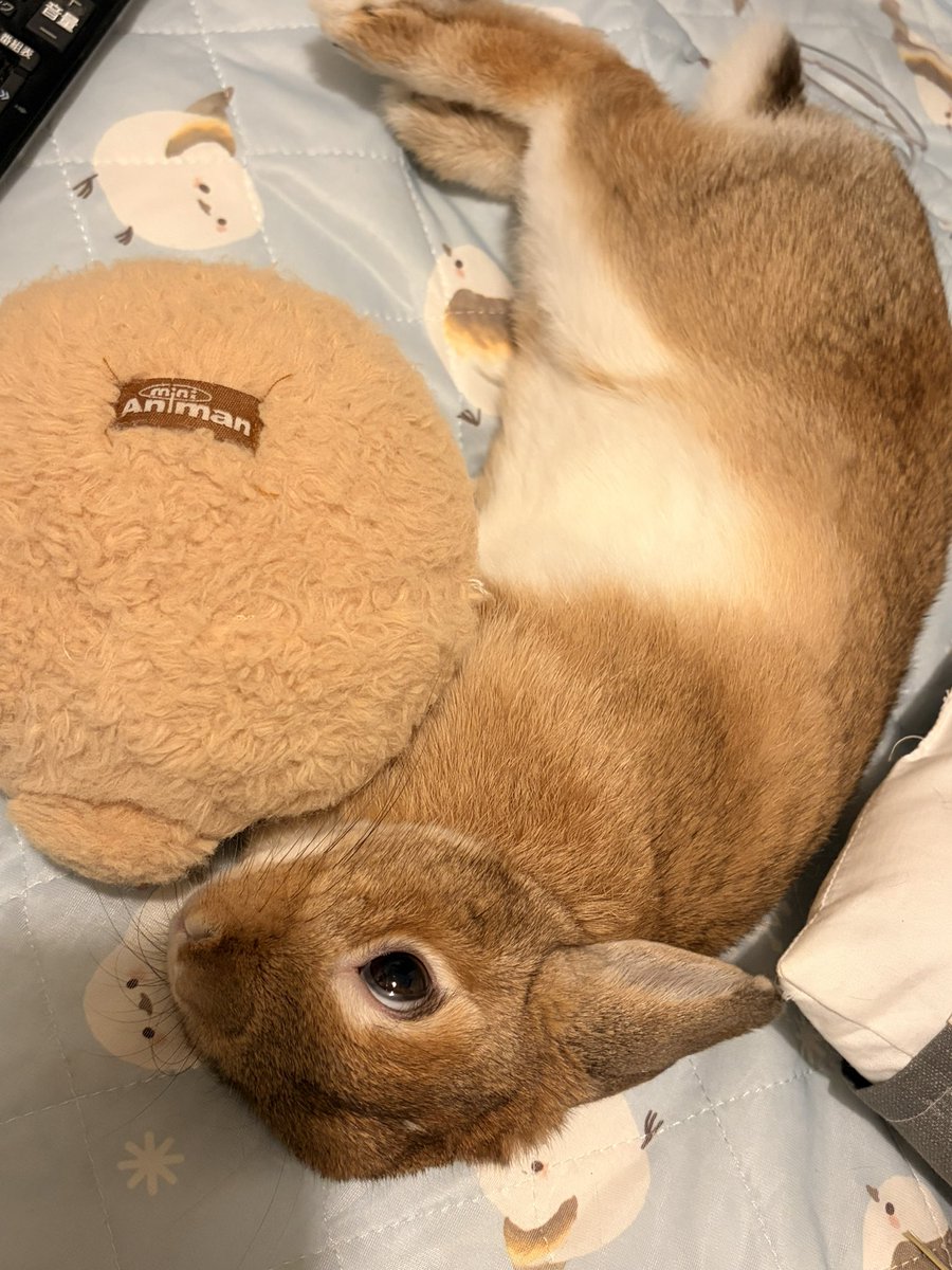 ぷりんちゃんは去勢してマウンティングはしなくなったけど相変わらずうさけつボールちゃんは好きでぺろぺろしながらごろんしてます( *´꒳`*)