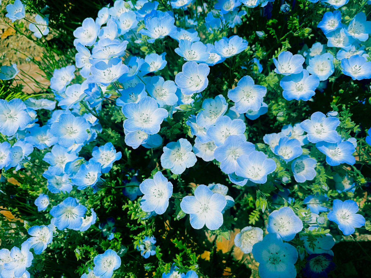 Senami_Ao's tweet photo. 好みにレタッチし直してみました𓂃 𓈒𓏸𑁍 https://t.co/1J7sqXuuyr
