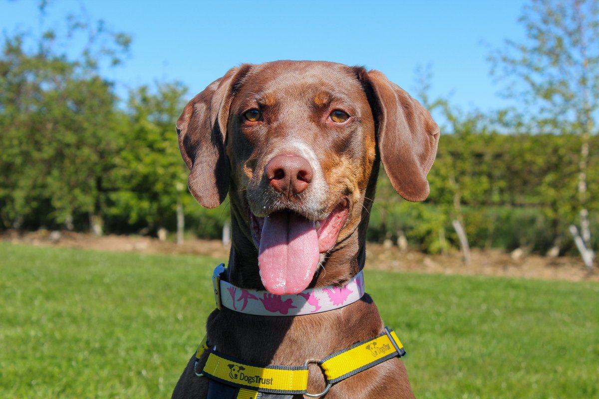 DT_Darlington's tweet image. Pixie is here to brighten up your Tuesday with her happy #TongueOutTuesday pose 👅 

Give her a boop ❤️

#DogsTrust #DogsTrustDarlington #Rescue #ToT #AdoptDontShop