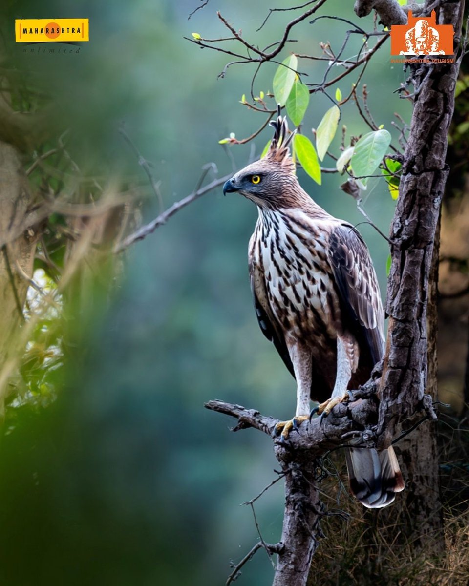 maha_tourism's tweet photo. Enter the wild side at Pench Tiger Reserve 🐅

From tigers to teak forests, every safari tells a new story.
Best time: Oct–June
Tip: Go for early morning or evening safaris

#WildWondersOfMaharashtra #PenchTigerReserve #ExploreMaharashtra #IncredibleIndia https://t.co/jQMEedfr2p