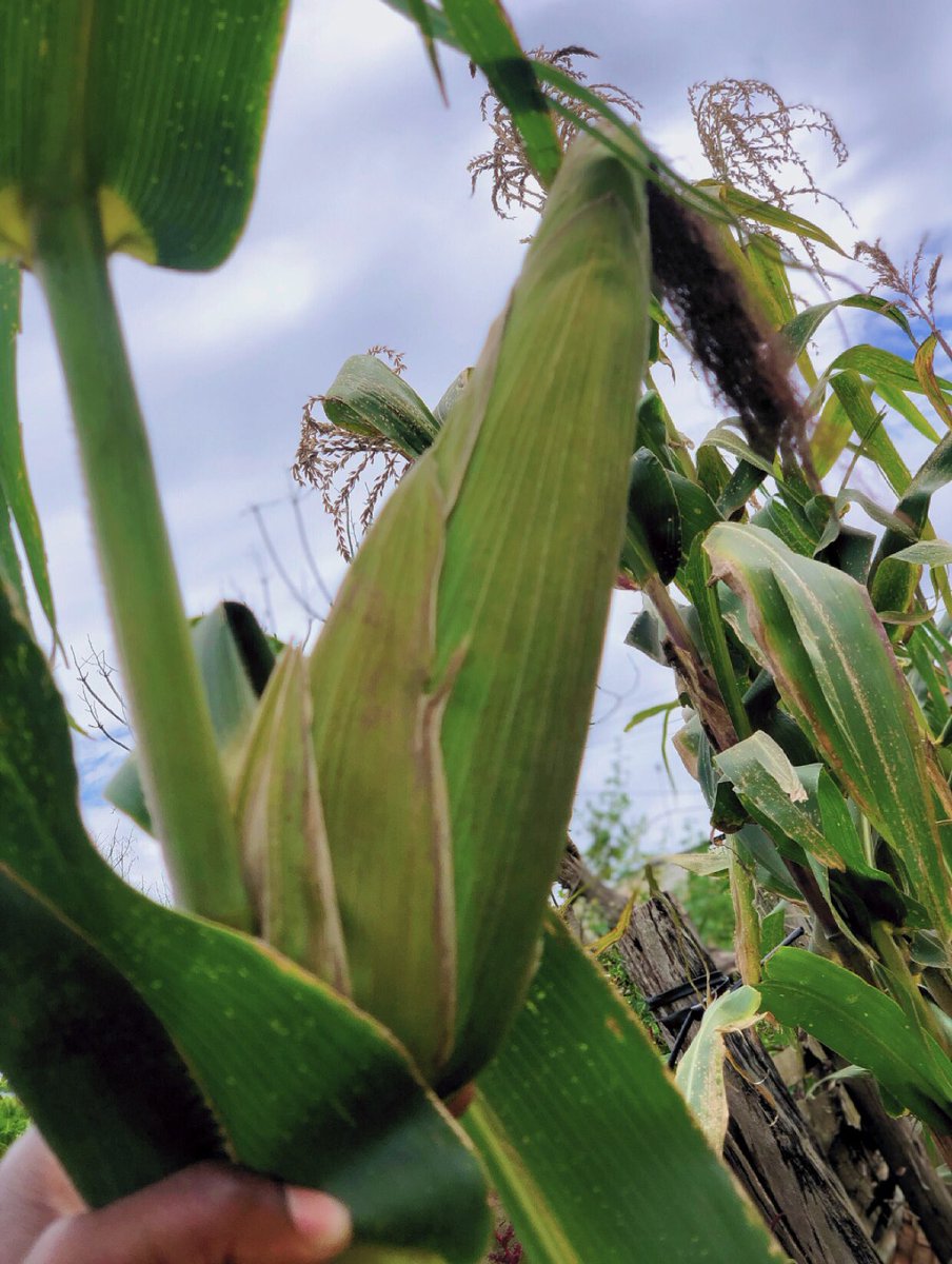 Vimsafiitz_🇺🇸 tweet media