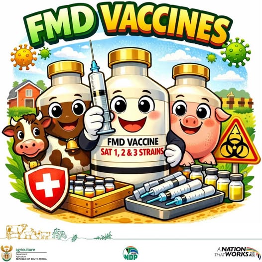 GCISGauteng's tweet image. HOW #FMD VACCINATION PROTECTS YOUR LIVESTOCK
Foot and Mouth Disease (FMD) vaccines do NOT contain live virus.
They are made from killed parts of the virus, so they cannot cause FMD.
Toll-Free Number: 0860 246 640
#FMDvaccination #StopFMD #ProtectOurLivestock
#GovZAUpdates