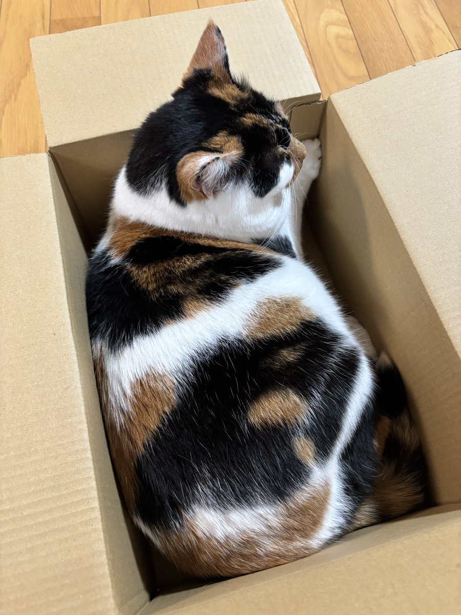 mican0502's tweet photo. ツヤツヤ三毛猫！ https://t.co/Lb65WrLJo5