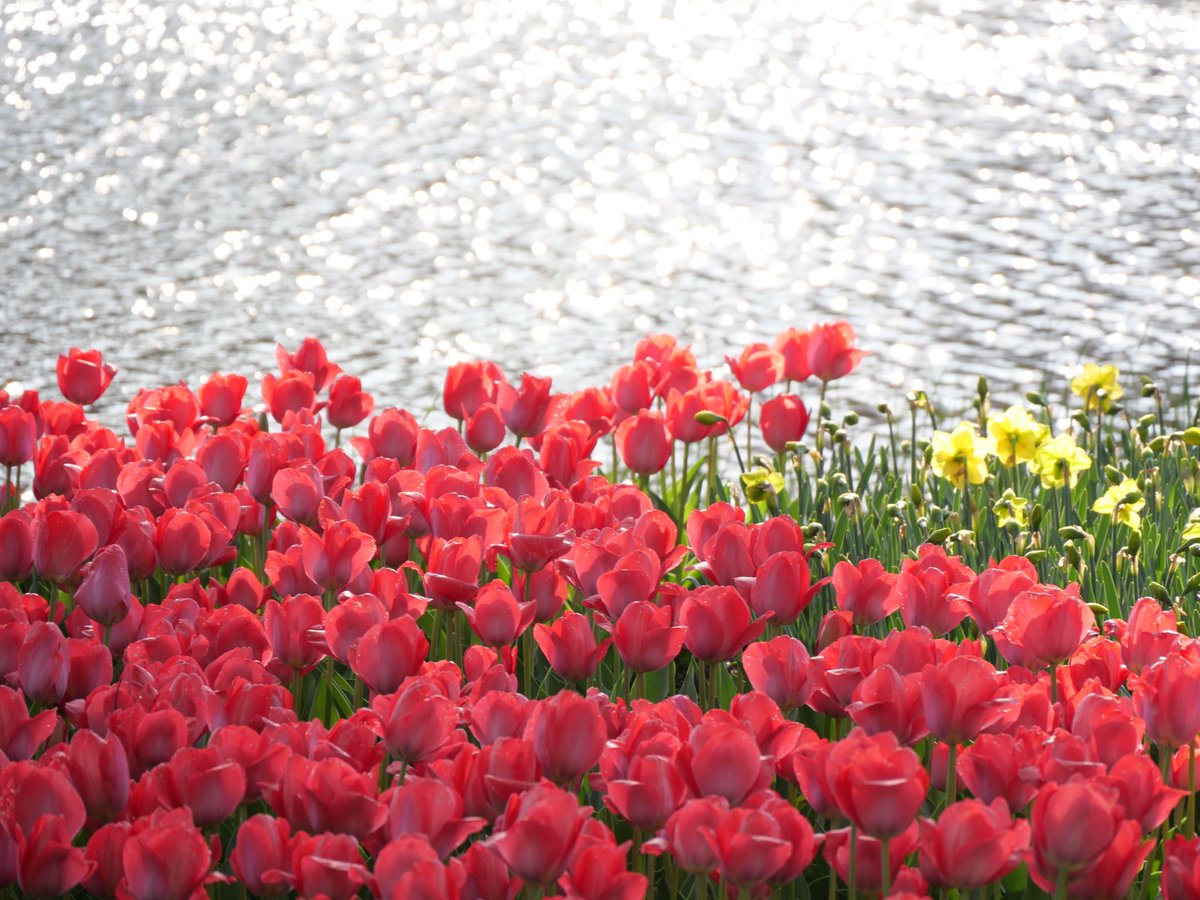 tomatomato1999's tweet photo. 昭和記念公園、春の風景…
4月が終わる前に🌷🌸

#写真好きな人と繋がりたい
#昭和記念公園 #花筏 #ふぉと https://t.co/vMhnsZGEZW