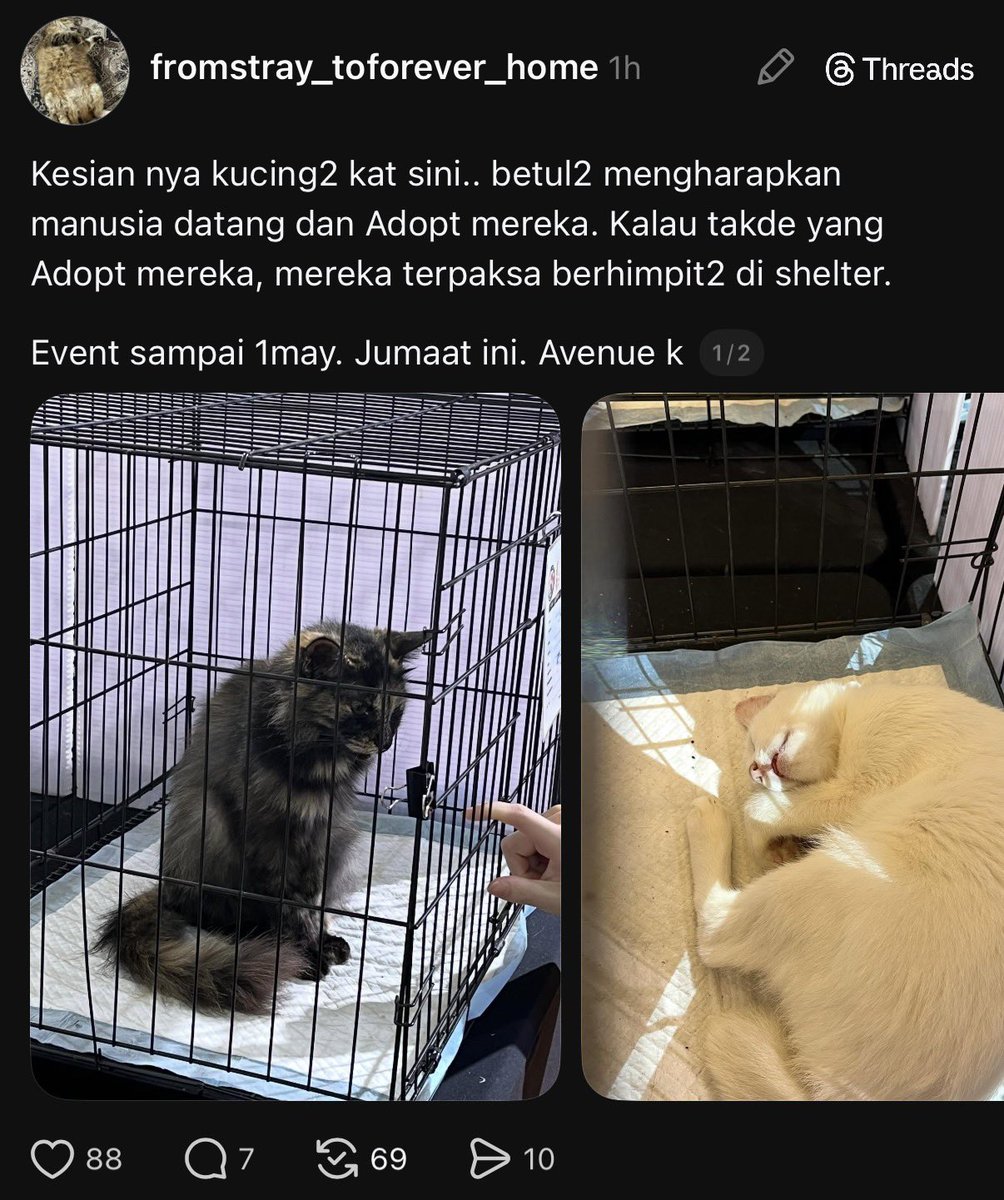FiskaYenitaFK_'s tweet image. Dorang semua tunggu siapa yang sudi, please anyone consider for adopting , semua sihat &amp;amp; cantik 🙏🏻🥹

📍Avenue K