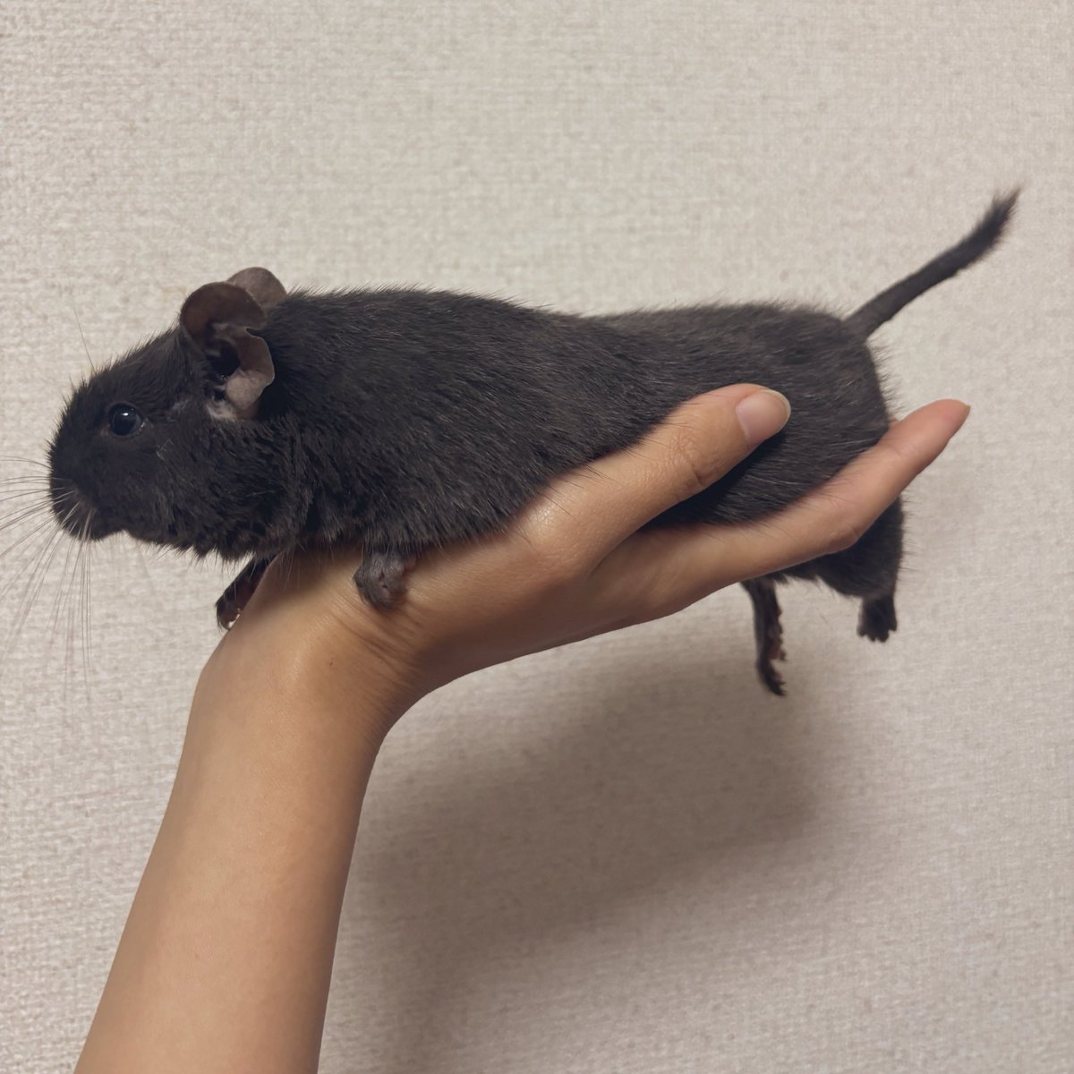 てろーん