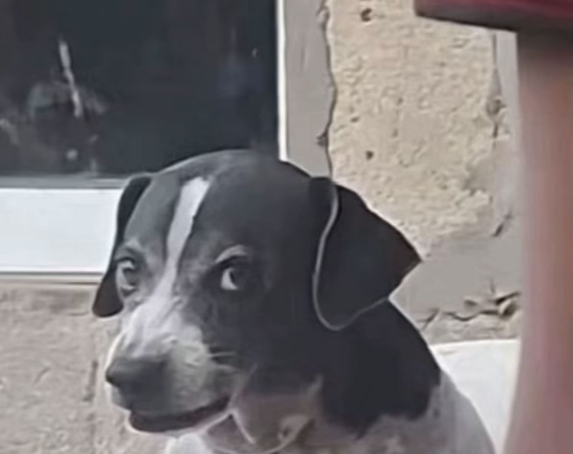 ℒeblanc⁷ ♱ tweet media