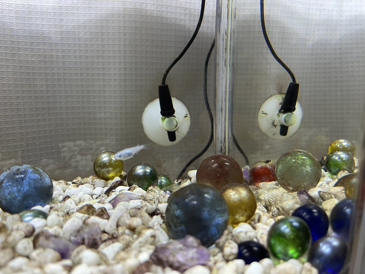 POS🐟がいなくなって少し寂しそうな4人（CKM家🏠では4匹とはいいません🤣👍w）

みんなで寄り添ってますwしれっとエビオ🦐もwww

とくにみかん🍊と雪見❄️がPOS🐟を大好きだったからチャーが寄り添ってくれてます🥹✨✨

#ベビKM水族館🐟