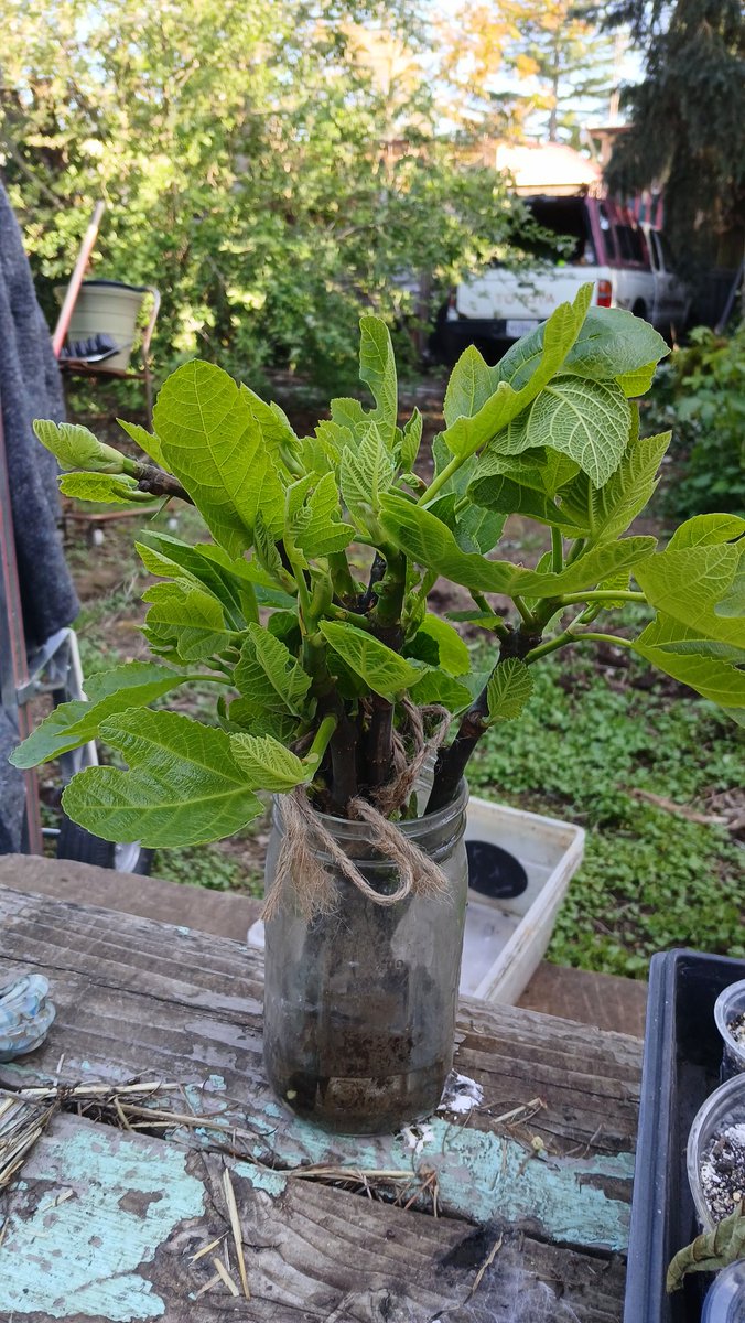 Geoff Stengel ᵍᵐ🦔🐢 tweet media