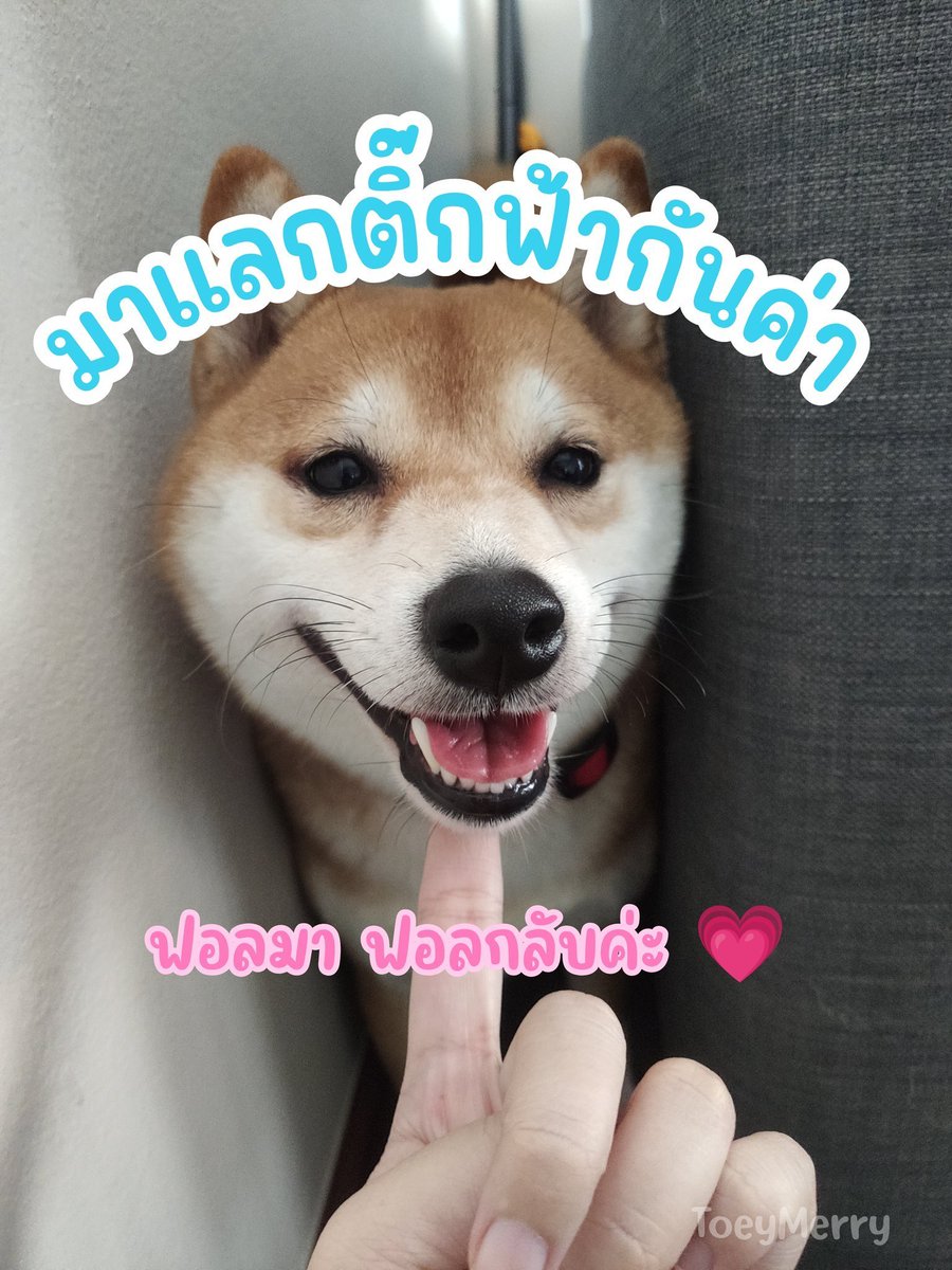 ToeyMerry tweet media