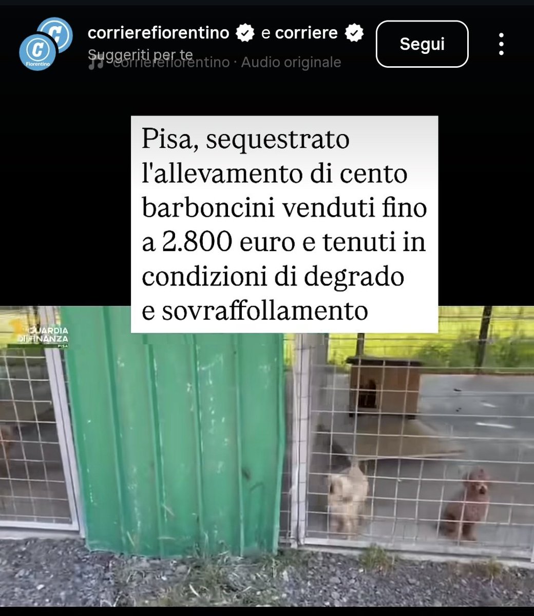 Continuate pure a comprare cani e fingere pure che li amate...