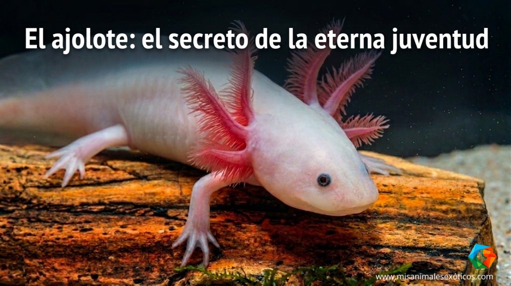 Mis Animales Exóticos tweet media