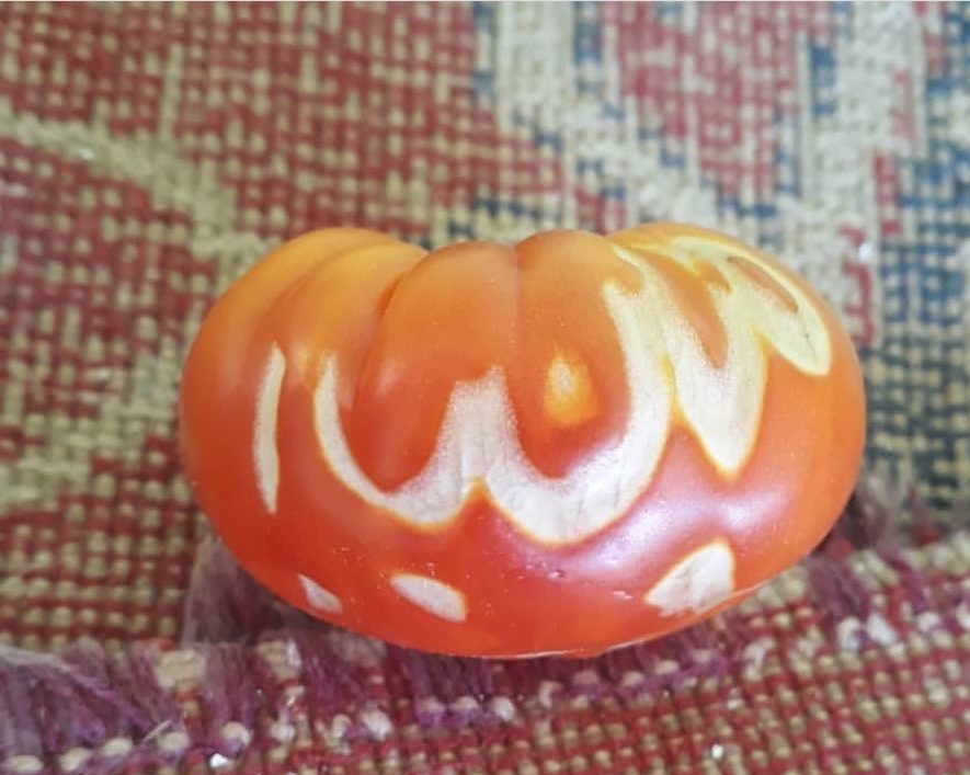 Sol İnvictus tweet media