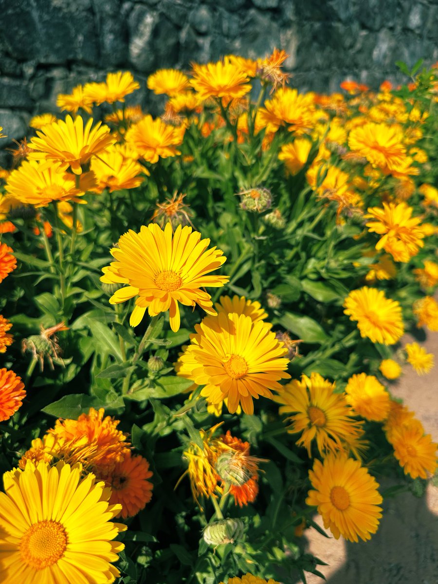 BisdakV's tweet image. Despite challenging desert conditions, flowers bloom and so can we if we have that drive to keep going no matter where life leads us.

#goals #determination #nature #life #hope #AbuDhabi #faith