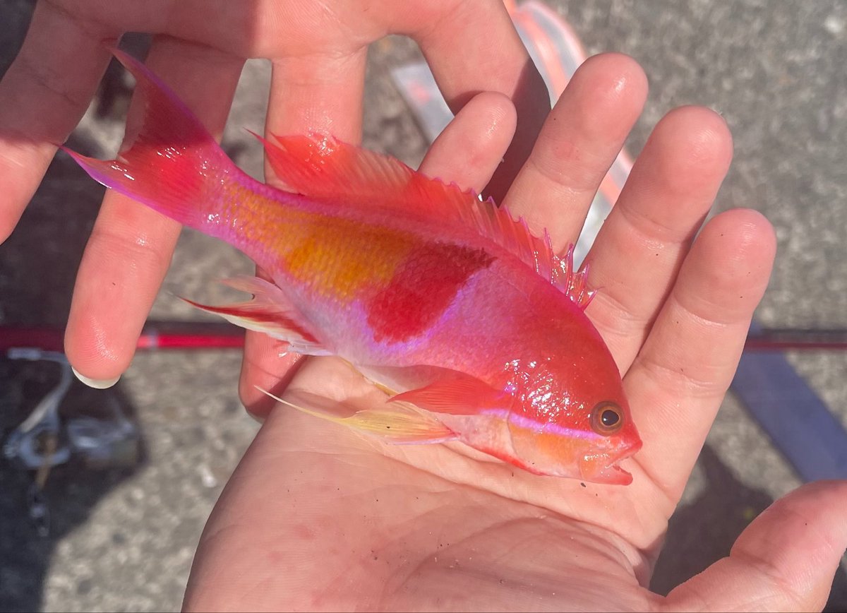 麻布学園生物部魚班 tweet media