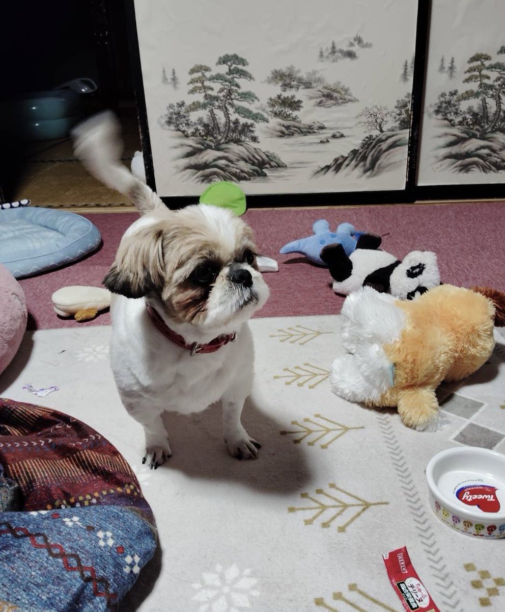 おかちゃまは今家でこんなんなっているとのことです
しっぽ　すご