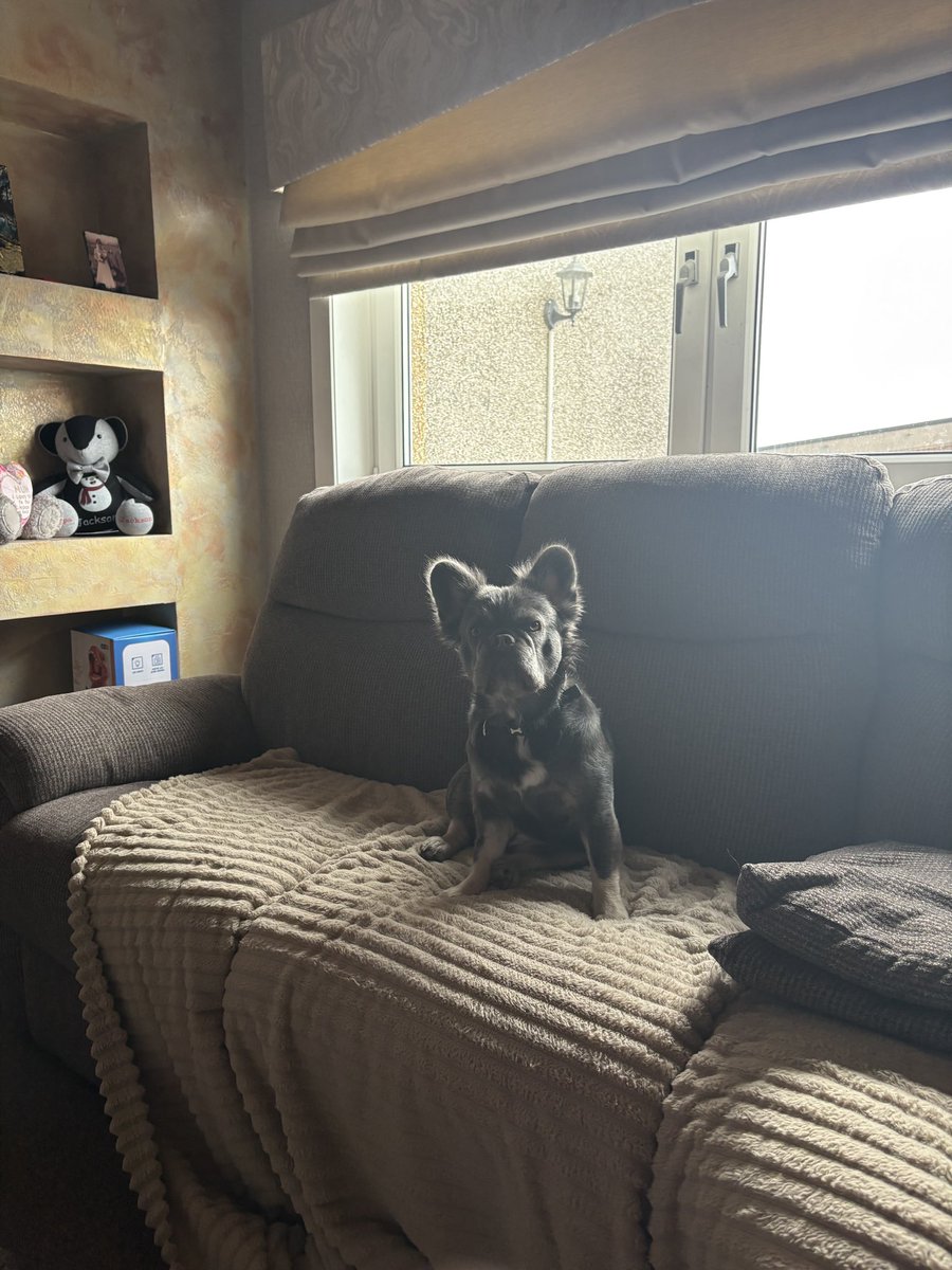 Help2Rehome Scotland tweet media