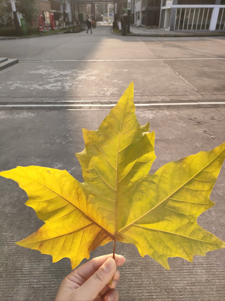 LEANDRO RIBEIRO tweet media