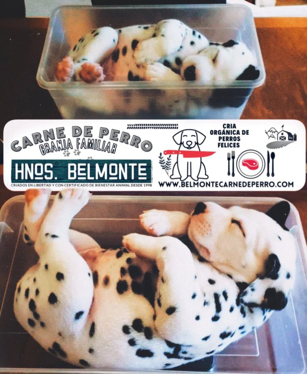 Belmonte Carne Ecológica de Perro tweet media