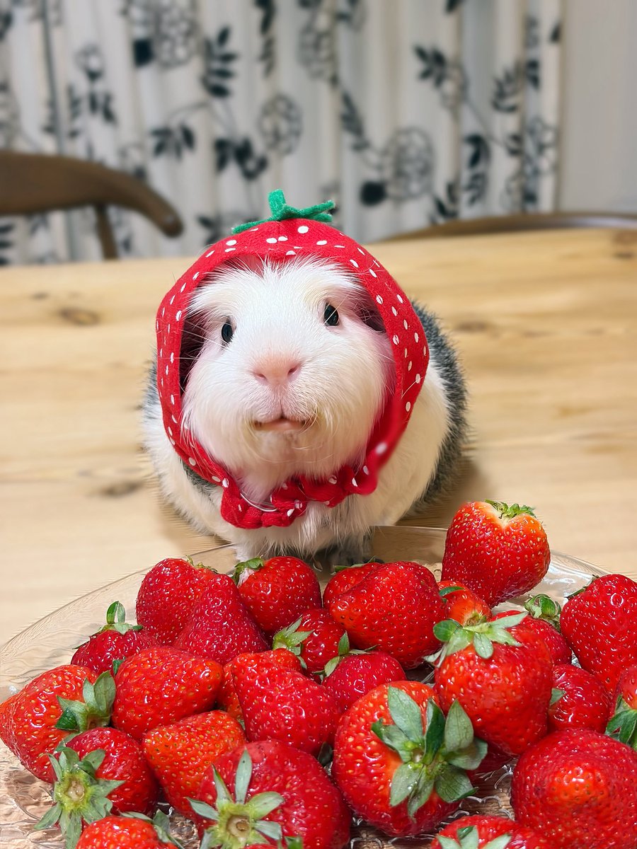 いちごさんの　きせつチモね

#モルモット
#guineapig
#기니피그