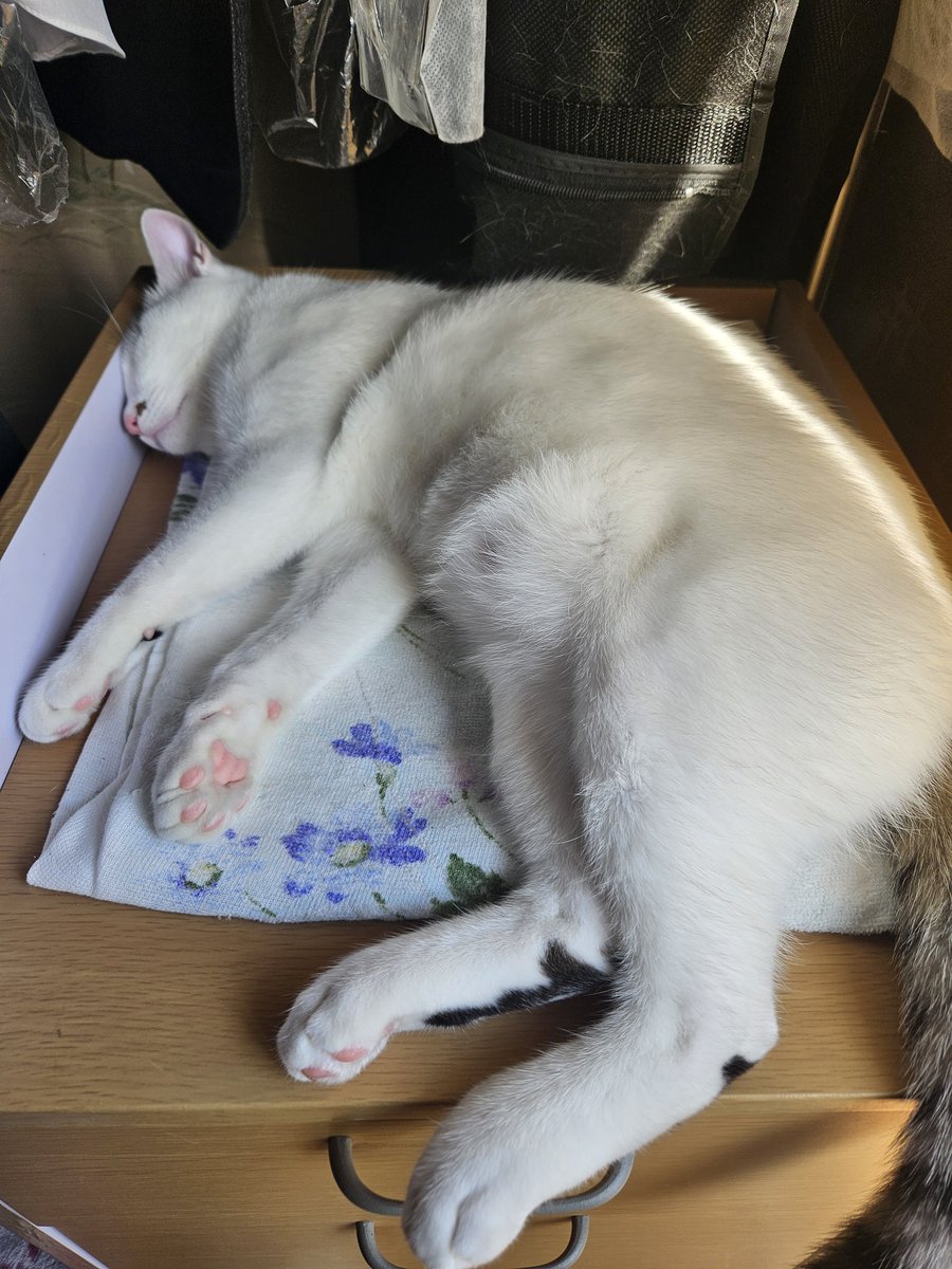 てんすた tweet media