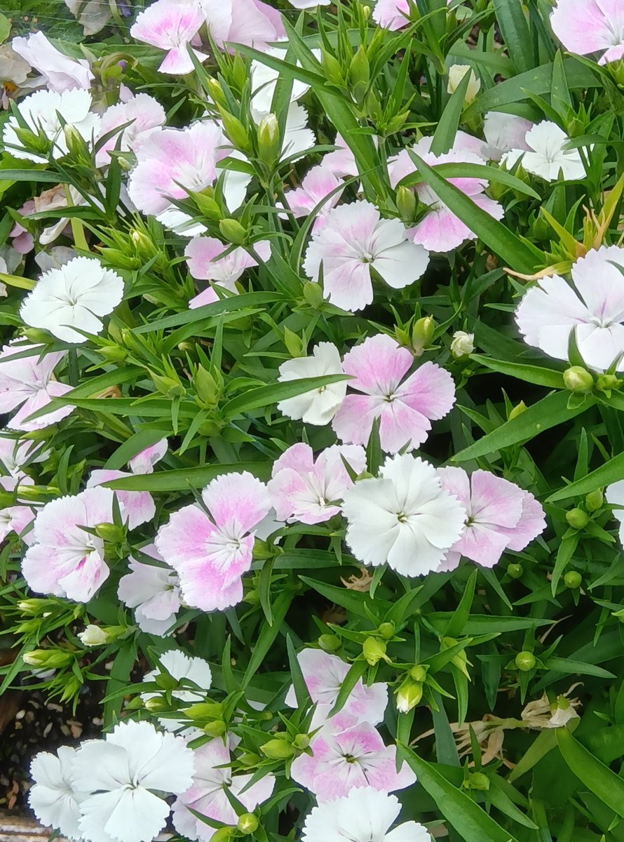 1951_hayashi's tweet image. 見つめれば貧乏草の愛らしき

春秋や春の撫子楽しけり

もらい受け鈴蘭の花咲き初めし

#俳句
(写真=貧乏草・なでしこ・鈴蘭)