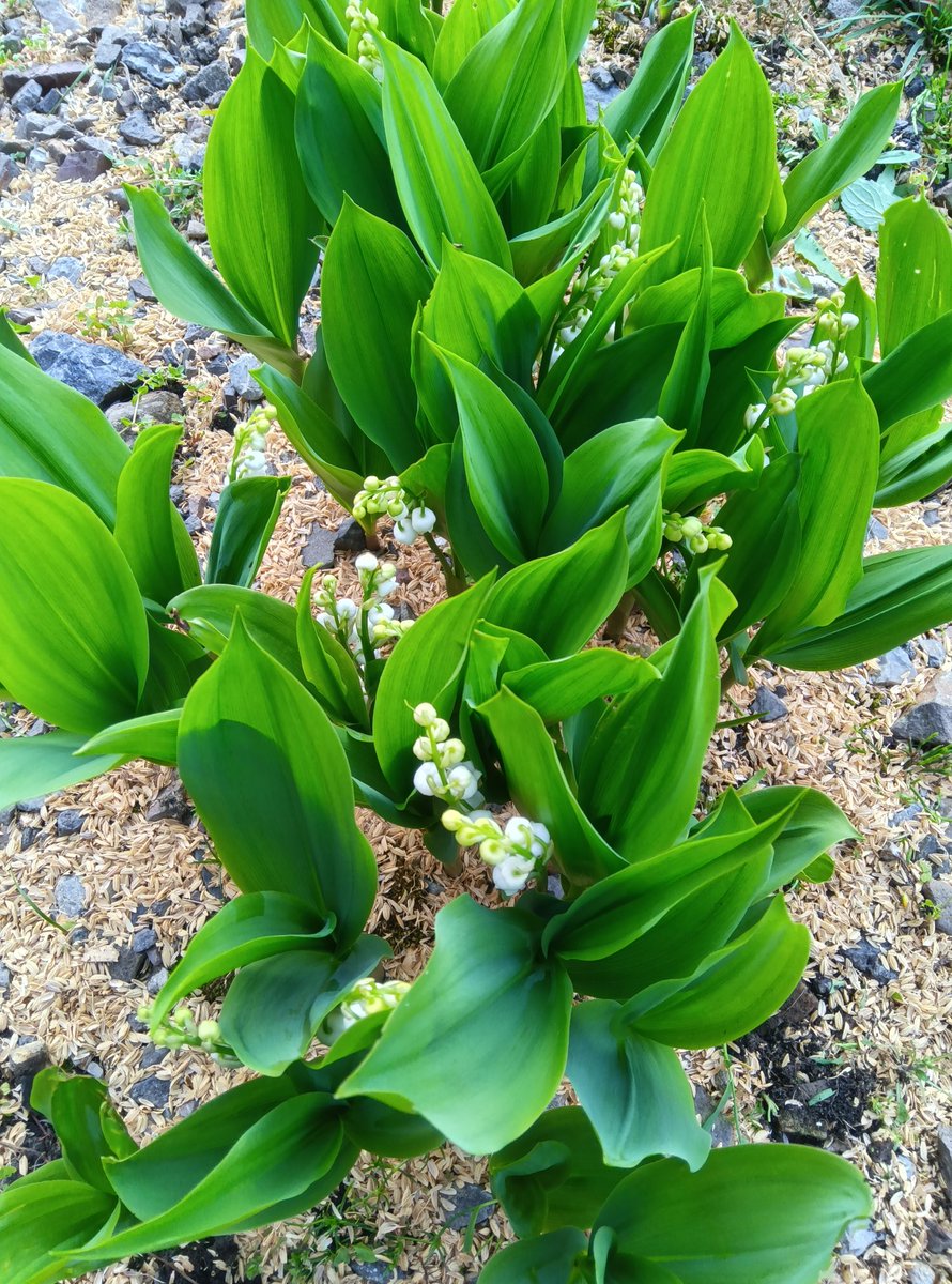 1951_hayashi's tweet image. 見つめれば貧乏草の愛らしき

春秋や春の撫子楽しけり

もらい受け鈴蘭の花咲き初めし

#俳句
(写真=貧乏草・なでしこ・鈴蘭)