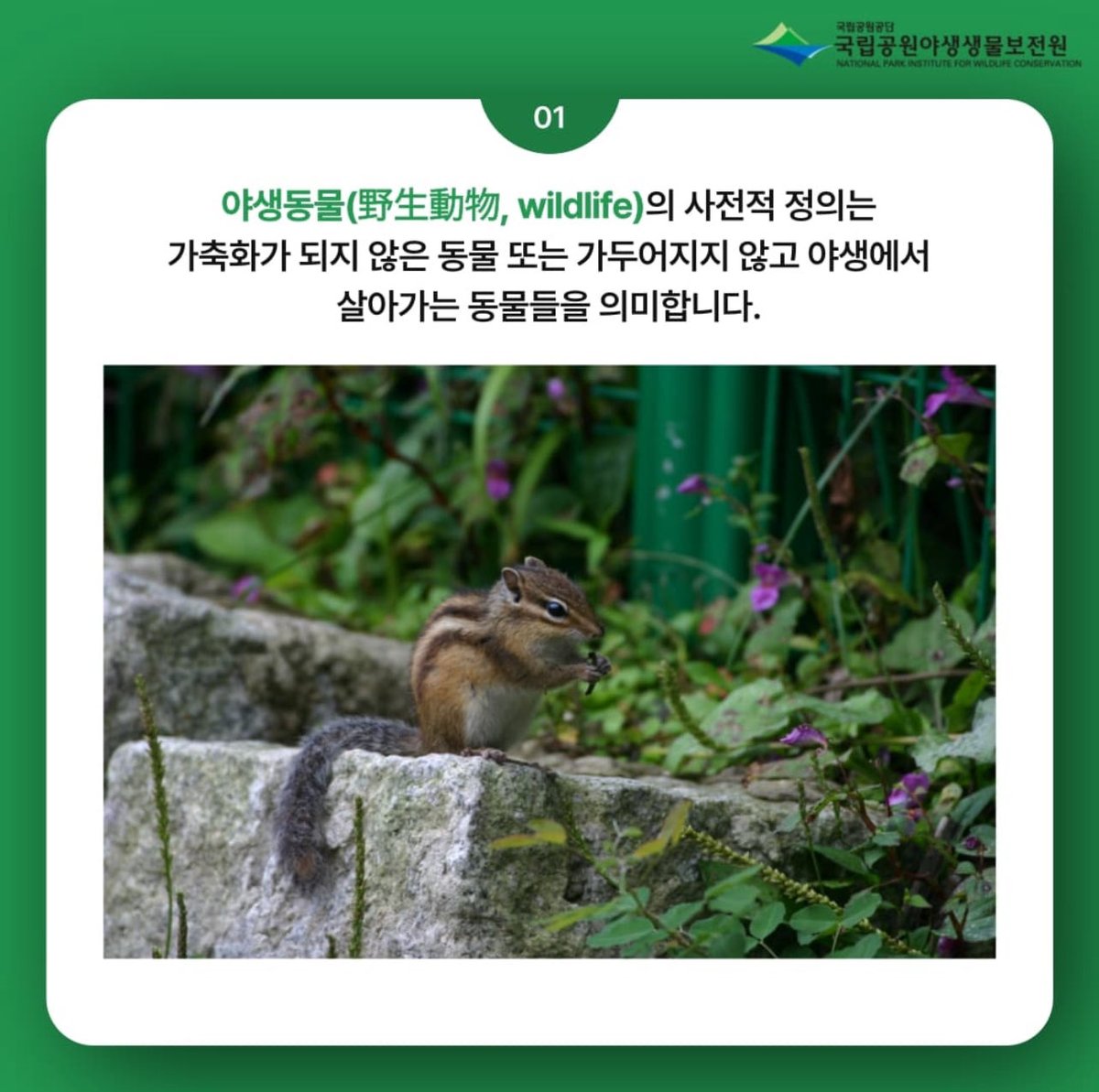 고방오리 オナガガモ 𓅰 tweet media