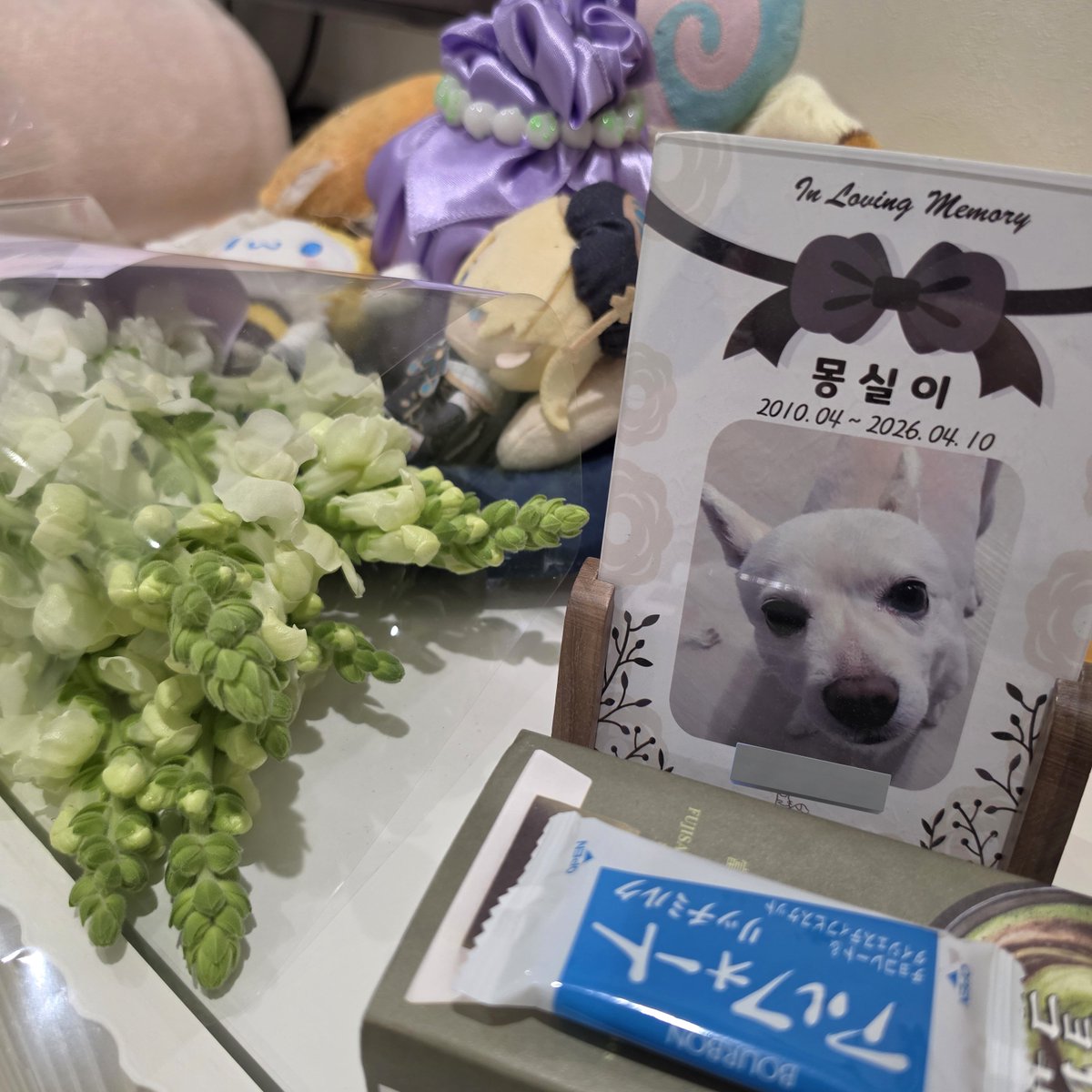 우리집에 일년반 넘게 2주에 한번마다 청소하러 와주시는 청소업체 아주머님이 계시는데 
울집 16살 치매 강아지를 엄청 예뻐해주셨음 밥도 간식도 챙겨주시고 매번 새해인사 안부인사마다 강아지 안부도 덧붙이셨을 정도로 .. 

근데 2주 전에 몽실이 무지개다리 건넌 소식 듣고 장문으로 문자