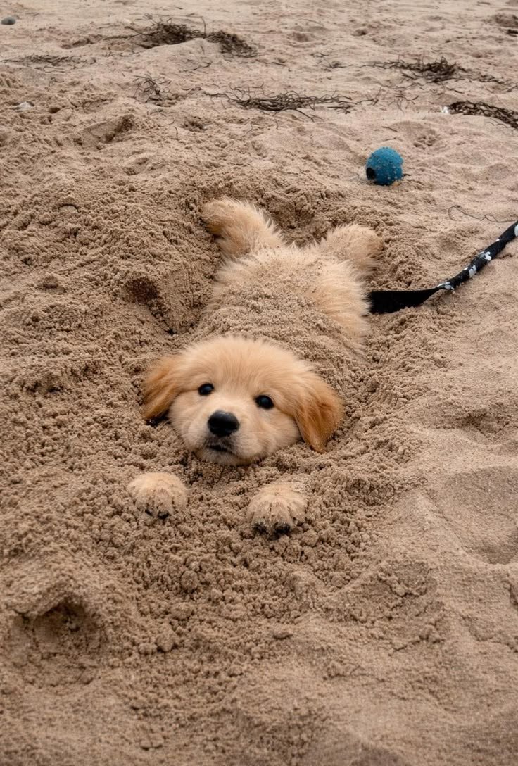 dogs so cute that could save the world tweet media