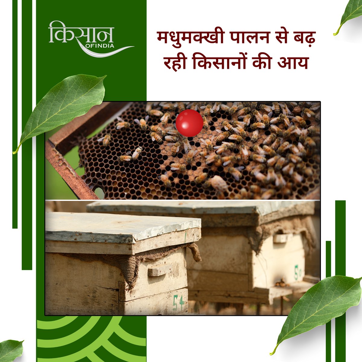 KisanofIndia's tweet image. मधुमक्खी पालन कम लागत में शुरू होने वाला लाभकारी व्यवसाय है, जो शहद उत्पादन के साथ रोज़गार और किसानों की आय बढ़ाने में मदद करता है।

#KisanOfIndia #Beekeeping #MadhumakhiPalan #HoneyFarming  #Apiculture #OrganicHoney #AgriBusiness