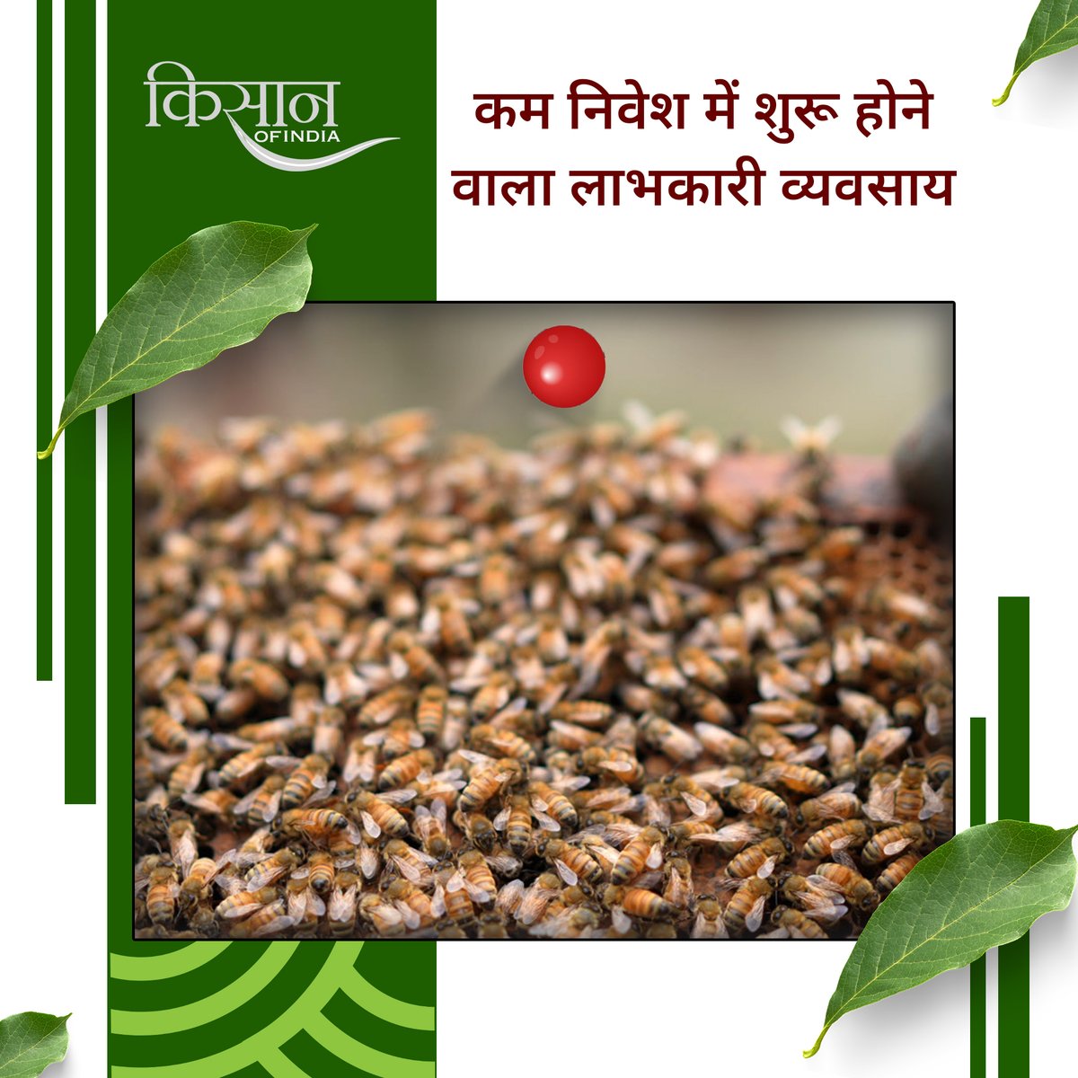 KisanofIndia's tweet image. मधुमक्खी पालन कम लागत में शुरू होने वाला लाभकारी व्यवसाय है, जो शहद उत्पादन के साथ रोज़गार और किसानों की आय बढ़ाने में मदद करता है।

#KisanOfIndia #Beekeeping #MadhumakhiPalan #HoneyFarming  #Apiculture #OrganicHoney #AgriBusiness