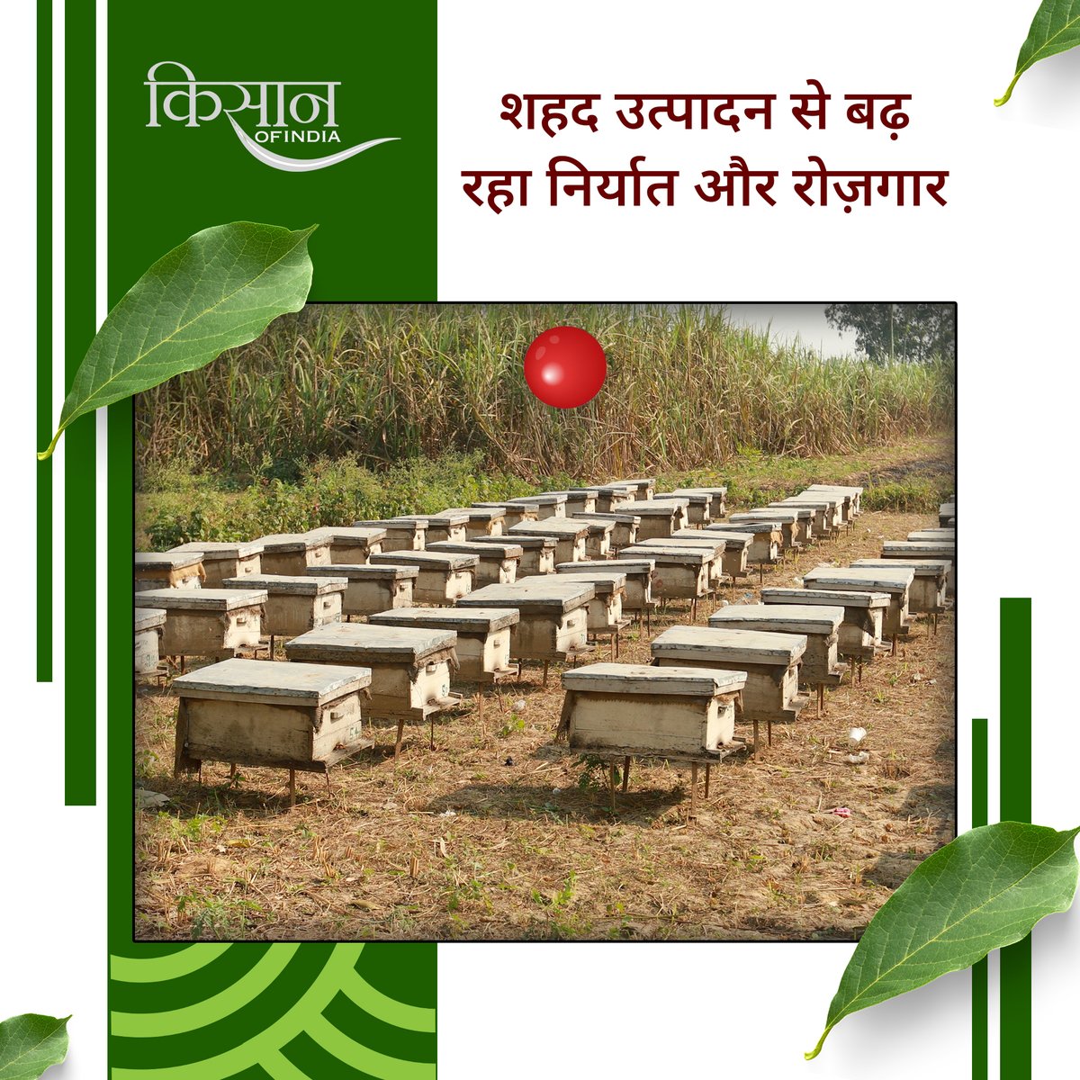 KisanofIndia's tweet image. मधुमक्खी पालन कम लागत में शुरू होने वाला लाभकारी व्यवसाय है, जो शहद उत्पादन के साथ रोज़गार और किसानों की आय बढ़ाने में मदद करता है।

#KisanOfIndia #Beekeeping #MadhumakhiPalan #HoneyFarming  #Apiculture #OrganicHoney #AgriBusiness