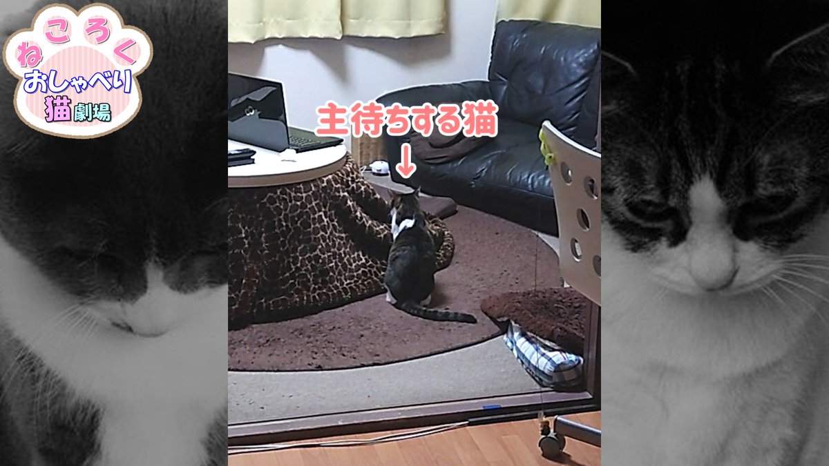 YouTubeに新しい動画を投稿しました！

暖かくなって来てミミの行動にも変化が見られます🤭

【ねころく】
飼い主が席に戻るのを待ち続ける（待ち伏せる）猫
↓
youtube.com/shorts/Vfee4Xz…

#猫
#猫動画
#ねころく