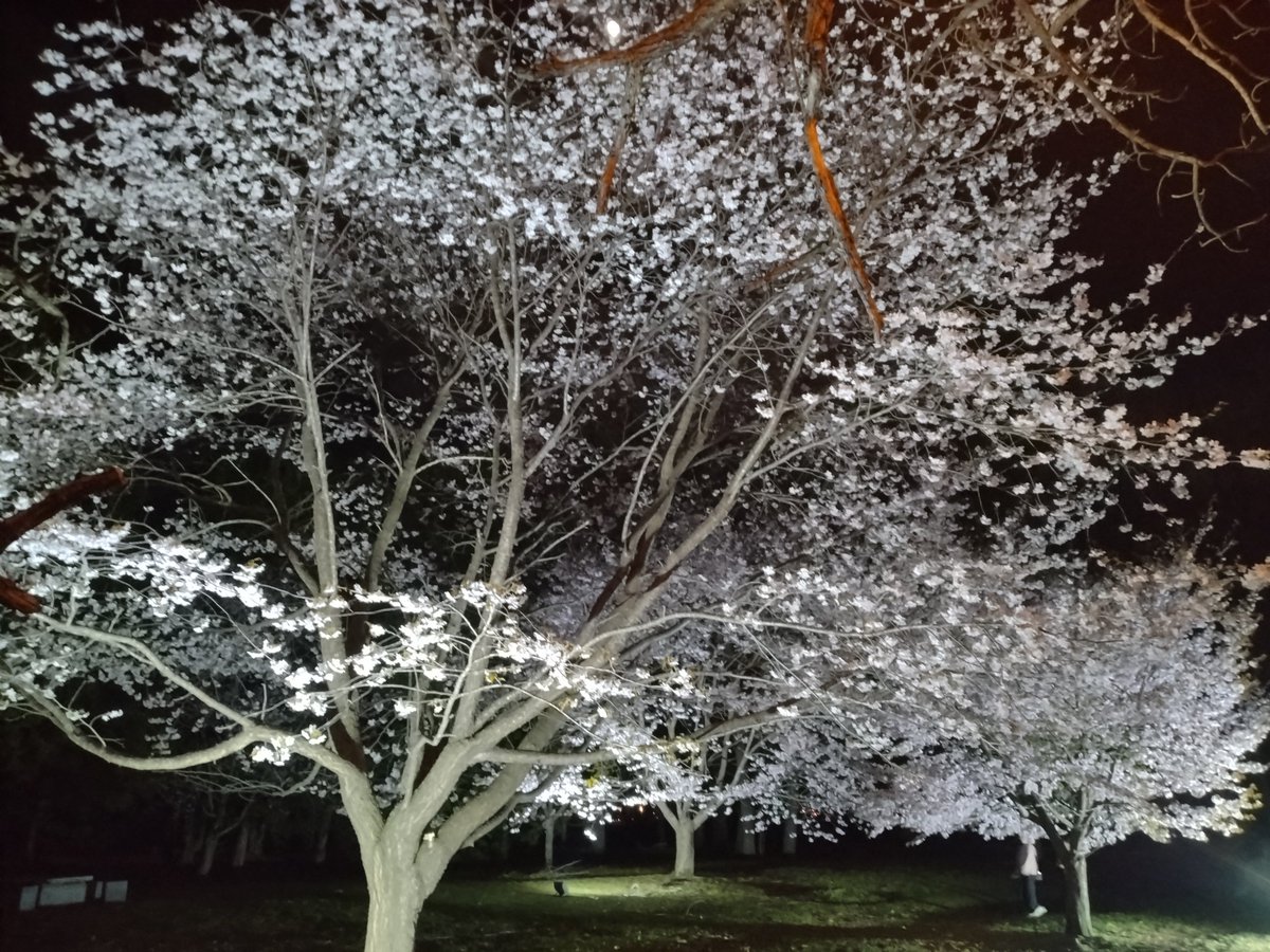 柘植の飛猿 tweet media