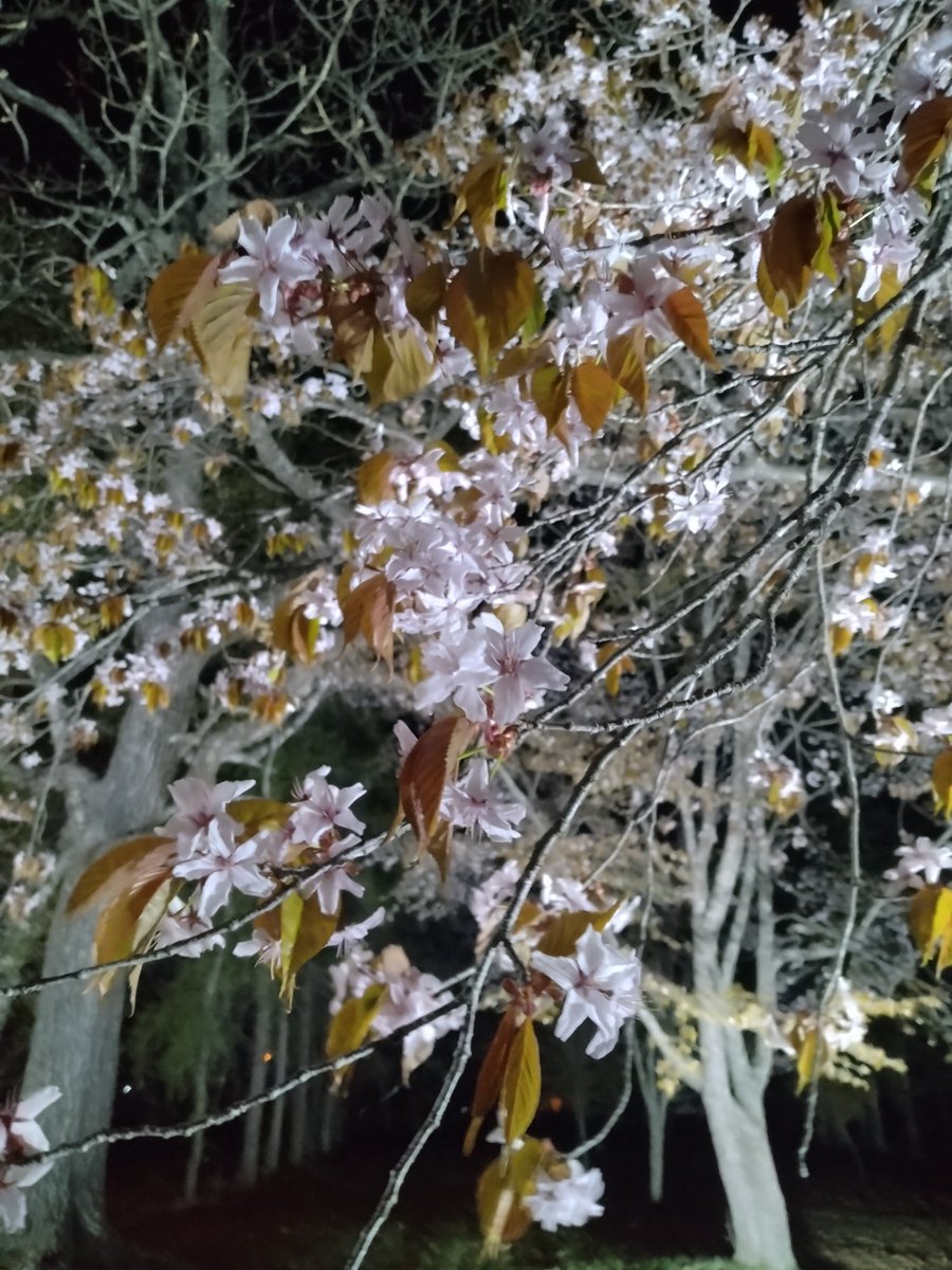 柘植の飛猿 tweet media