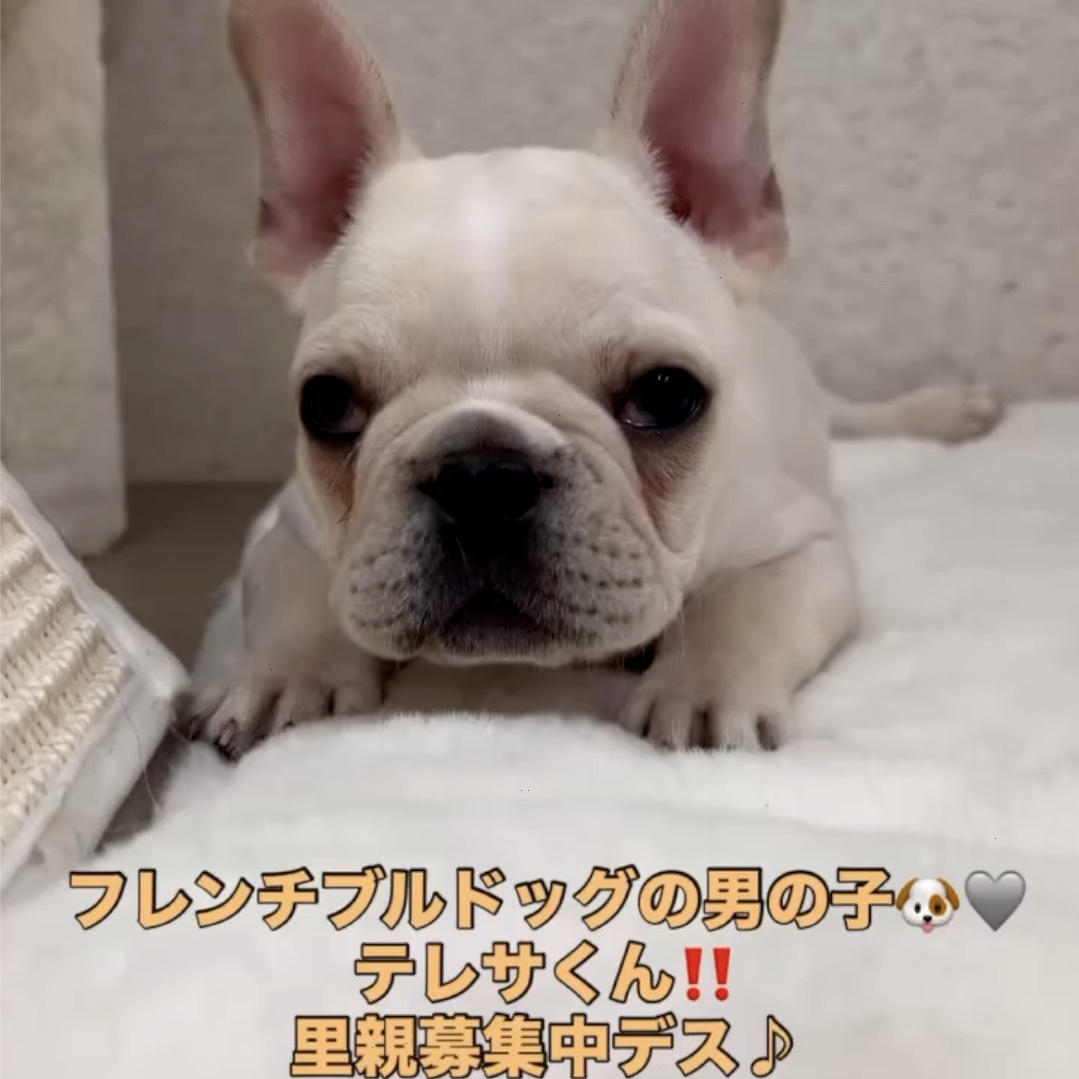 veterinary_cats's tweet photo. 里親募集中　フレンチブルドッグ　男の子 https://t.co/RXzfnwHaZQ @YouTubeより 

#猫好きさんと繋がりたい　#猫のいる暮らし https://t.co/00SUlaAZlb