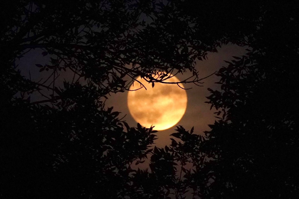 mark_tarello's tweet image. PASS IT ON: The next full Moon arrives on Friday night, May 1st! During the month of May, this Moon is known as the Full Flower Moon. Photo courtesy of Kelsey Borntrager. #Moon #Space