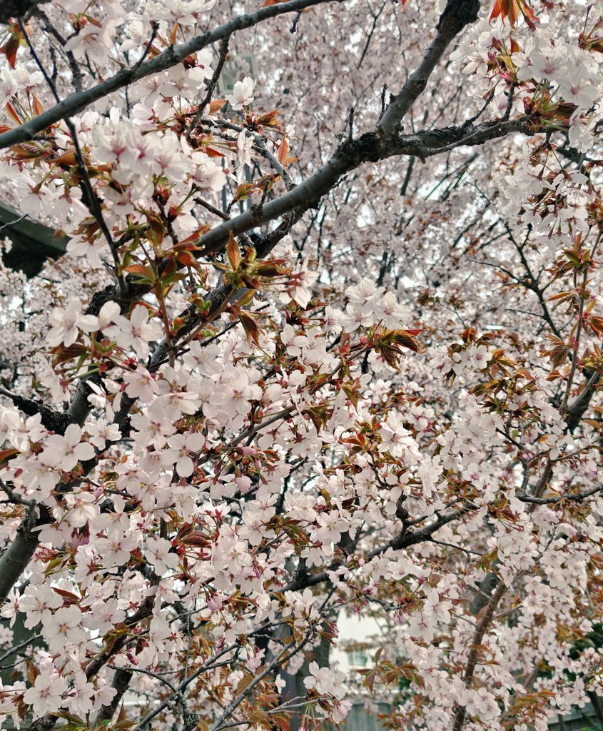 しっぽ tweet media