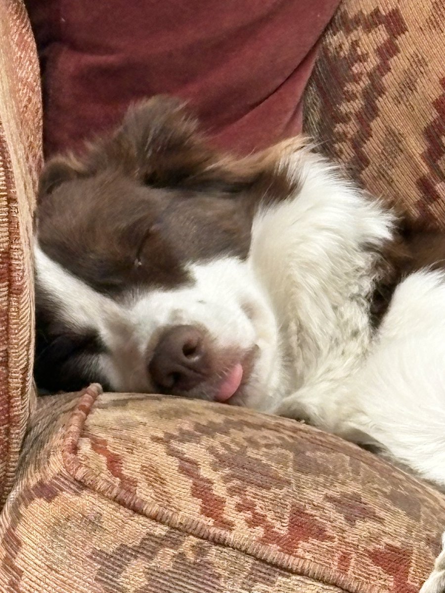 PipTheBorderCollie tweet media
