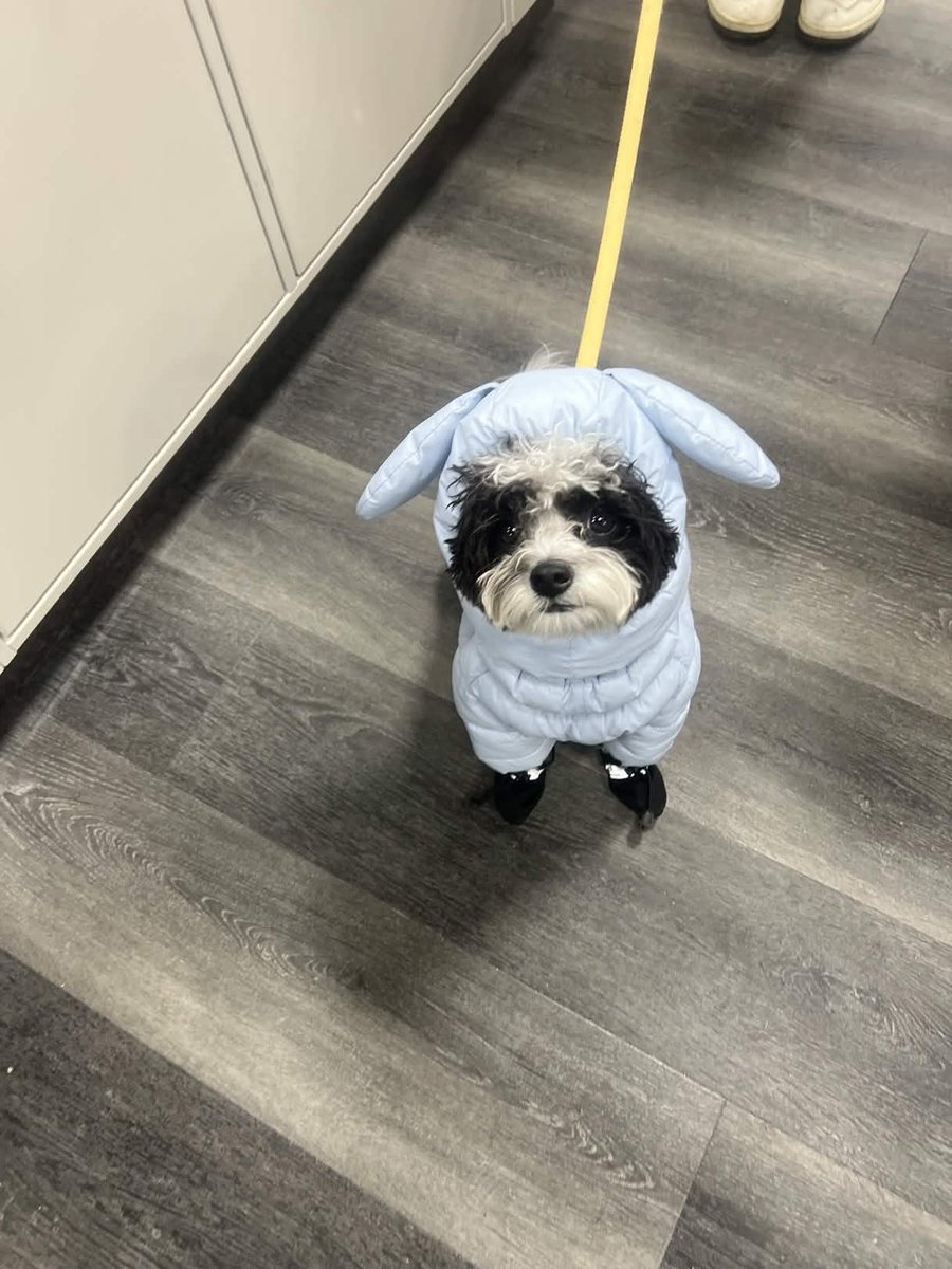 gpfyorkregion's tweet image. Booki the 2 year old Shihtzu poodle cross!!😍🐶 so cute!
@whoisbooki 

Stopping by our Woodbine location!🥰

#dog #shihtzusofinstagram #poodle #shihtzu #petstore