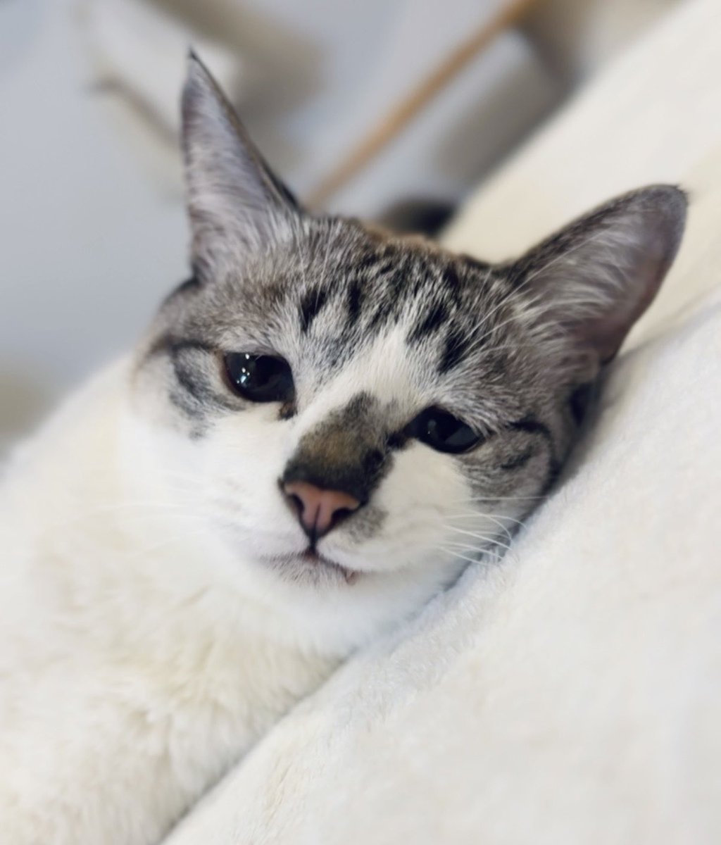 黒猫みんと ぴえん猫ミント (@piennekomint) / Posts / X