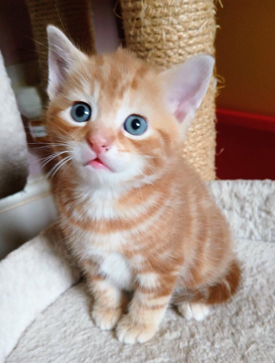 Tina Buddle tweet media