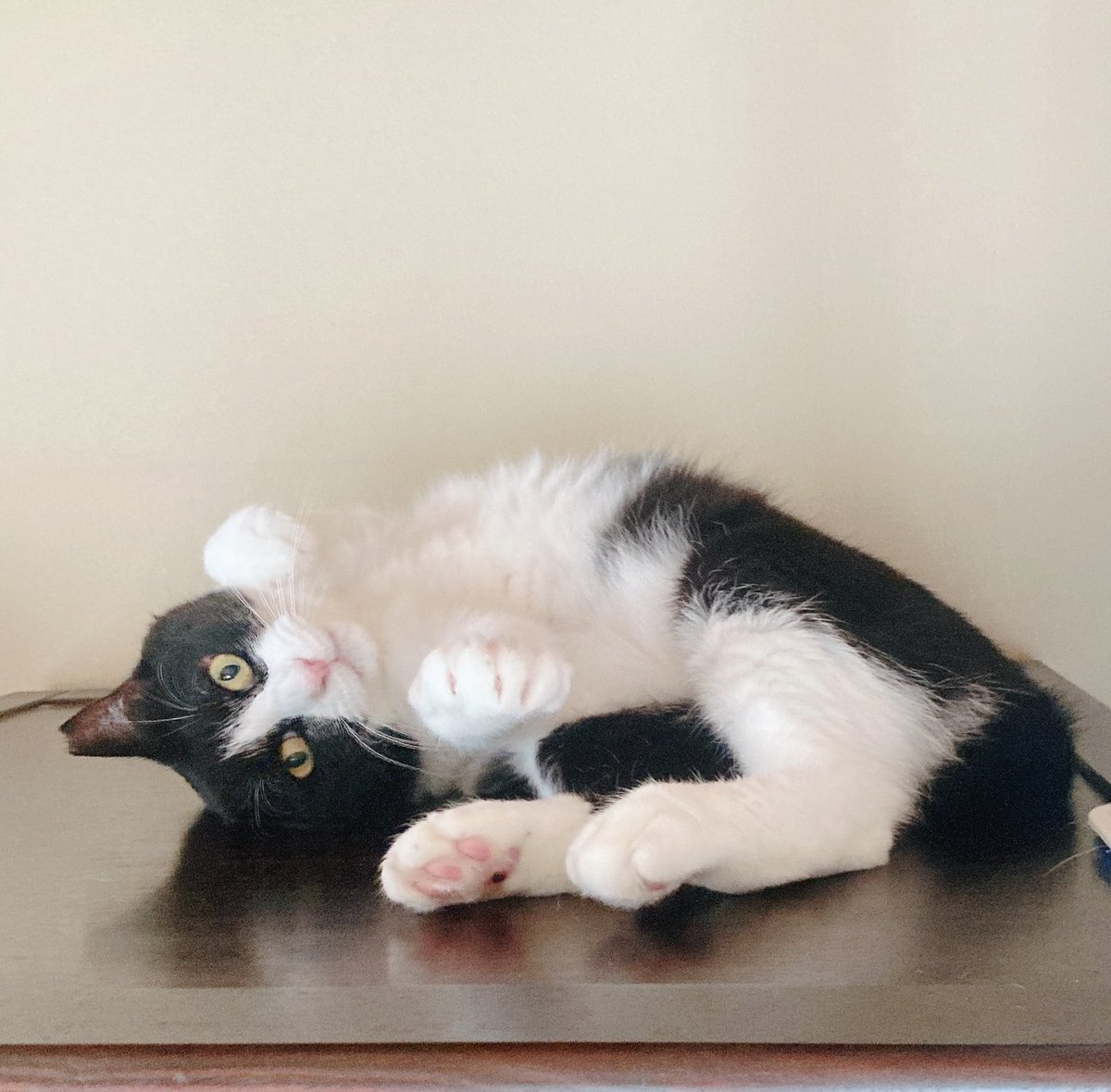 theremin2018_3's tweet photo. これは何年か前に撮った夏の風物詩
 ⚠︎︎仏壇の上です
#保護猫
 #猫のいる生活
 #猫好き 
 #猫好きさんと繫がりたい 
 #テル嬢日記 https://t.co/AT3HTPQMiJ