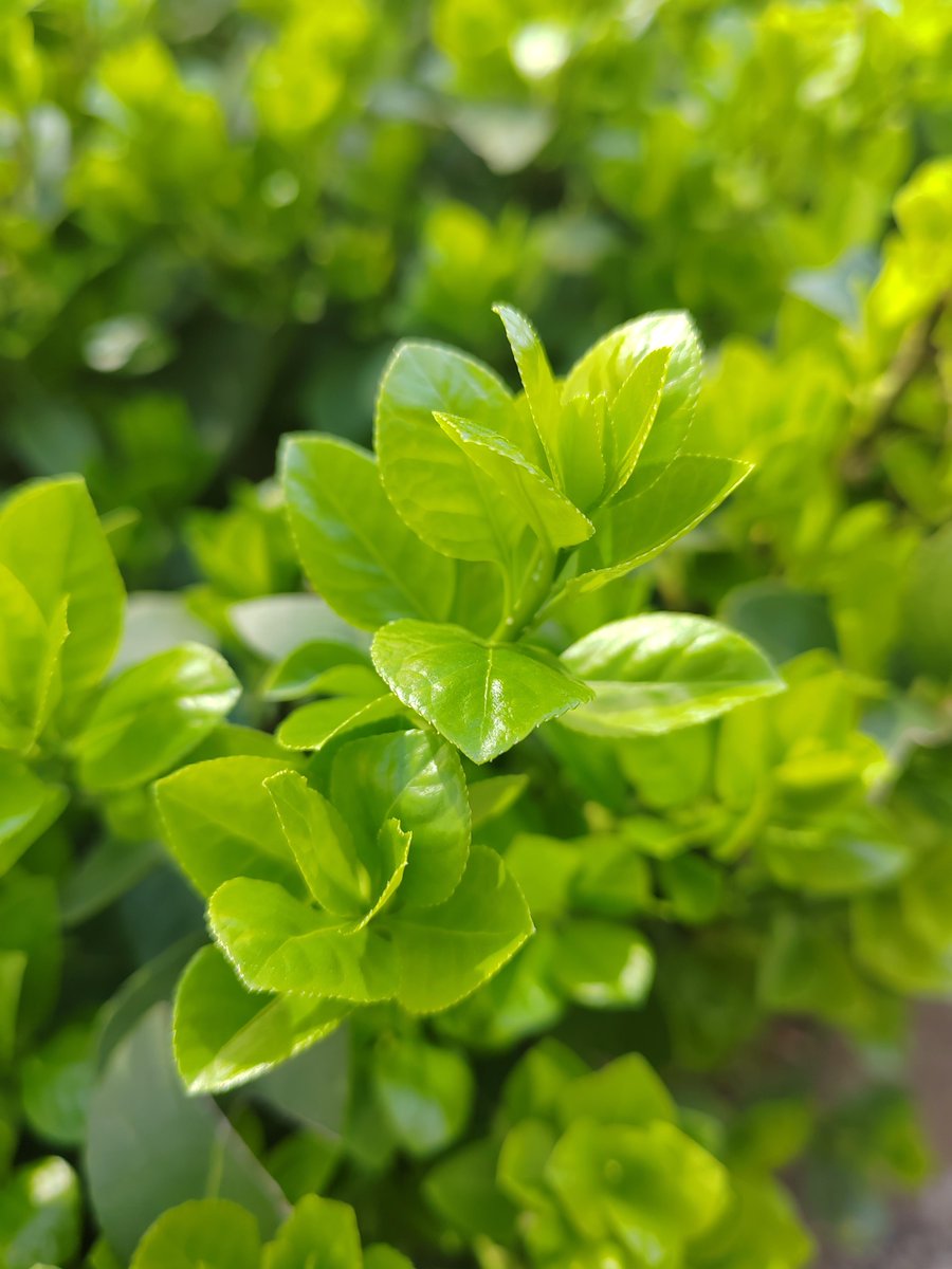 jonel flores tweet media