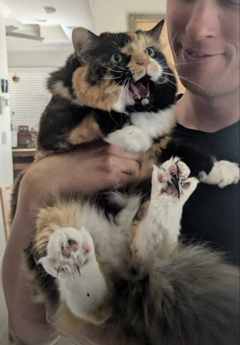 cats with powerful aura tweet media